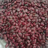 لوبیا قرمز بومی کشت امسال