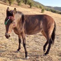 فروش قاطر|حیوانات مزرعه|بانه, |دیوار