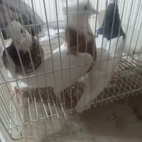 کبوتر|پرنده|مشهد, سمزقند|دیوار