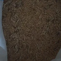 گندم