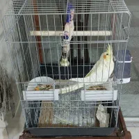 عروس هلندی همراه با قفس