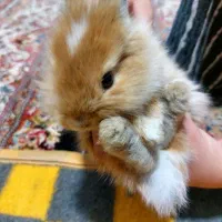 خرگوش مینیاتوری