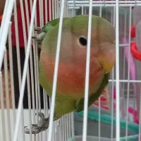 طوطی کوتوله برزیلی