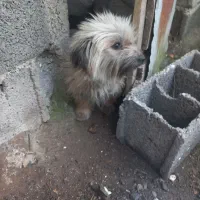 سگ پشمالود|سگ|رودسر, |دیوار