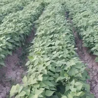 بذر مادرلوبیا چیتی پایه کوتاه ترکیه ۱به ۷۰|خدمات باغبانی و درختکاری|تبریز, |دیوار