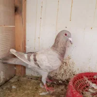 کفتر پلاکی ماده با جفتی بشرط