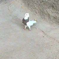 کفتر‌ساده‌طوقی‌سینه‌سیاه|پرنده|رضویه, |دیوار