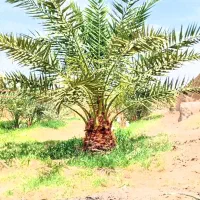 درخت میگرازم  روداب غربی