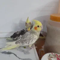 سبز المانی نرعروس هلندی|پرنده|مشهد, کشف|دیوار