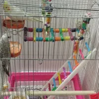 مولد واقعی کارداده مست|پرنده|زنجان, |دیوار