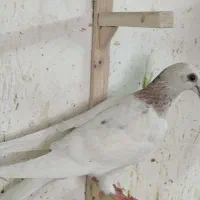 کله هما لکه دار|پرنده|کاشمر, |دیوار