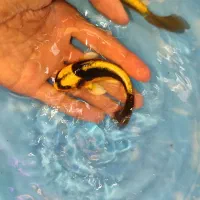 مایان کوی باله شیری|ماهی|مشهد, انقلاب|دیوار