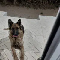 واگذاری سگ ژرمن