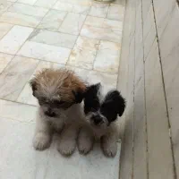 سگ بامزه