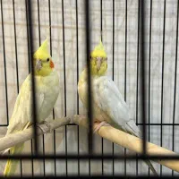 عروس هلندی مولد