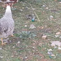 دوتا مرغ فروشی|حیوانات مزرعه|فاضل آباد, |دیوار