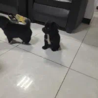 سگ پامر / شینزو|سگ|گلبهار, شهر جدید گلبهار|دیوار