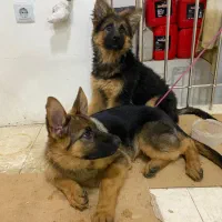 توله ژرمن شپرد شولاین حرفه ایی|سگ|شیراز, سجادیه|دیوار