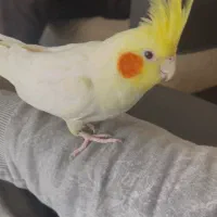 عروس هلندی سخنگو