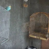 مرغ عشق نر کلاهی کار داده