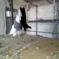 کبوتر کفتر طوقی کاکلی دورنگ