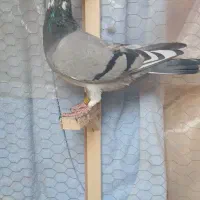 صید شب|پرنده|مشهد, نظام دوست|دیوار