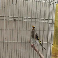 سهره داغسر رسمی دورگ کرمانی|پرنده|ری, شهید غیوری (ابن باویه)|دیوار