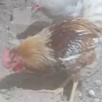 مرغ وخروس