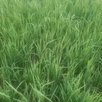 برنج سنگ طارم هاشمی کشت اول و کشت دوم درجه یک|خوردنی و آشامیدنی|بابل, |دیوار