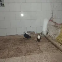 کرباتی هفت رنگ کله خال دم سفید