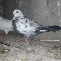 کبوتر|پرنده|خان ببین, |دیوار