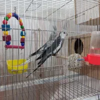 عروس هلندی پایه قفس