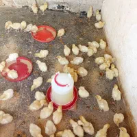 جوجه بقلمون بیوتی ۶ جنس خوب