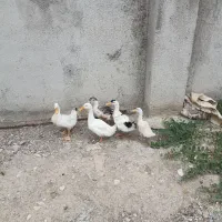 ۵عدد اردک نر جوان