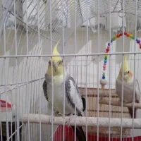 عروس هلندی جفت