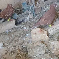 دوتا جوجه سرخ پرشی