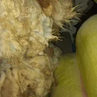 پشم گوسفند سفید اعلای گرمانشاه|رختخواب، بالش، پتو|تبریز, |دیوار