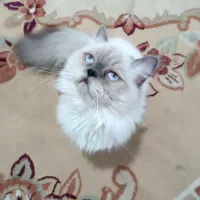 گربه نر هیمالین چشم آبی جذاب