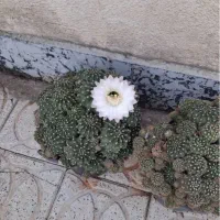 کاکتوس مولد