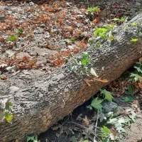 خریدار چوب بری نظامی خرید در محل با تجهیزات کامل..|خدمات باغبانی و درختکاری|مشکین‌دشت, |دیوار