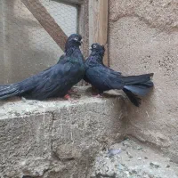 نروماده سیاه واکسی نک ریز