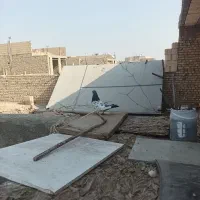 کفتر پاکستانی|پرنده|یزد, |دیوار