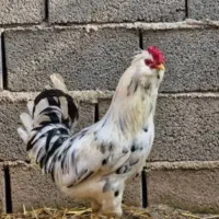 تخم مرغ نطفه دار نژاد گلین (ریشو)