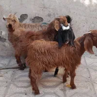 بزغاله ماده ۴راس قیمت همه باهم فقط|حیوانات مزرعه|مشهد, شهید قربانی|دیوار