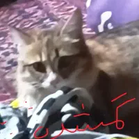 این گربه گم شده از یابنده خواهشمندیم تماس بگیره