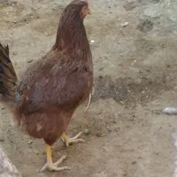 مرغ و خروس|حیوانات مزرعه|دینور, |دیوار