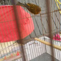 قناری سرخ اصل معاوضه با سیره نر