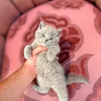 بریتیش خالص بلو و بلوگلد