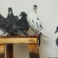 جوجه پلاکی|پرنده|چناران, |دیوار