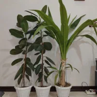 فروش گل آپارتمانی